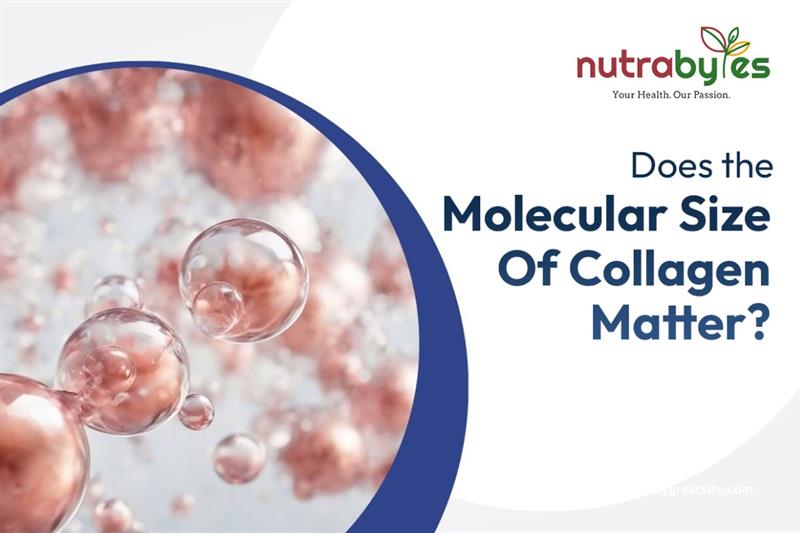 Does the Molecular Size of Collagen Matter?