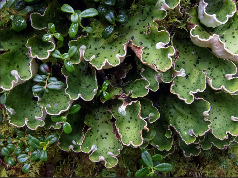 Which Vitamin D is Vegan? Your Guide to Plant-Based Sources